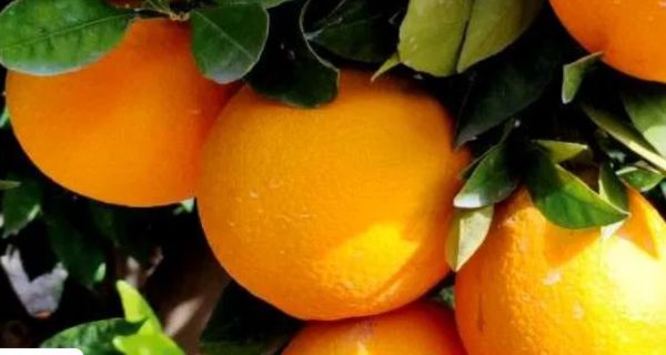 naranja